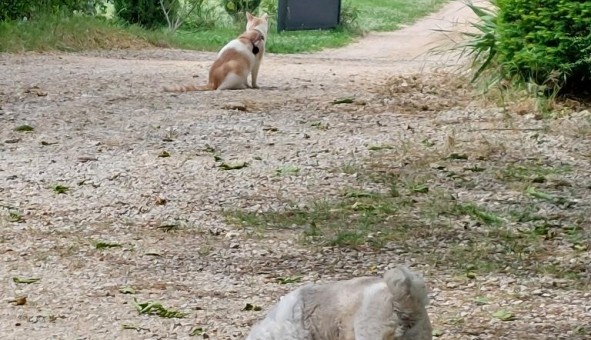 Logement tudiant Studio à Appelle (81700)