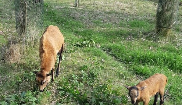 Logement �tudiant Studio &agrave; Boissy sous Saint Yon (91790)