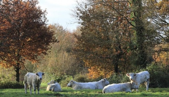 Logement �tudiant Studio &agrave; Cesson S�vign� (35510)