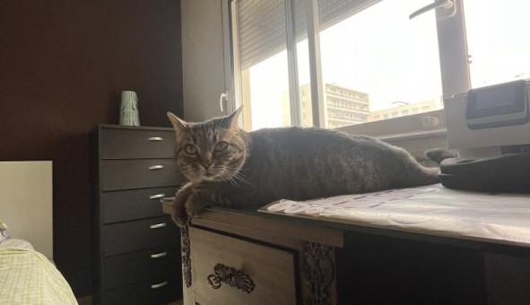 Logement �tudiant Studio &agrave; Lyon 7�me arrondissement (69007)