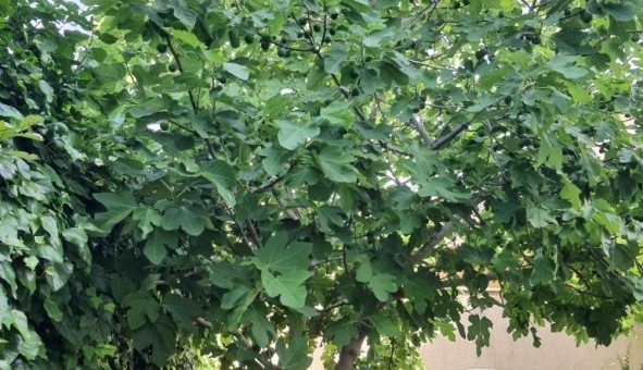 Logement étudiant Studio à Nîmes (30000)