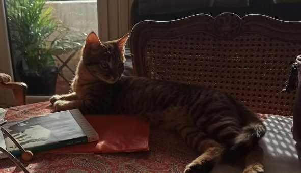 Logement �tudiant Studio &agrave; Rillieux la Pape (69140)