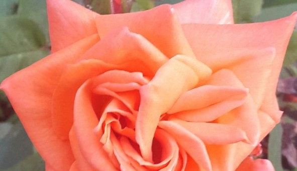 Logement �tudiant Studio &agrave; Ris Orangis (91000)