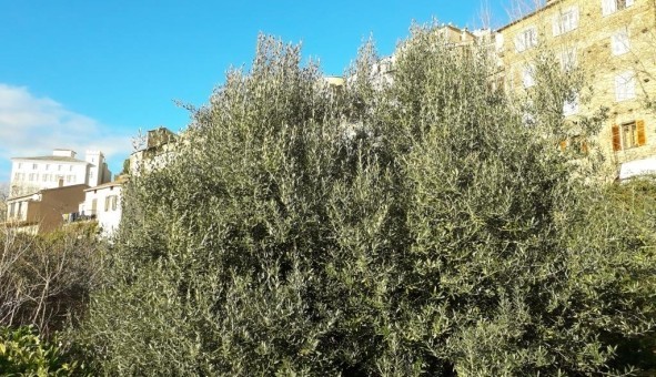 Logement tudiant T2 à Oletta (20232)