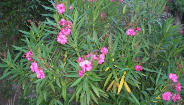 Logement tudiant T3 à Le Hzo (56450)