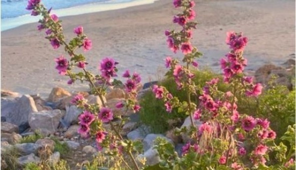 Logement �tudiant T4 &agrave; S�te (34200)