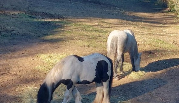 Logement tudiant T5 à Nmes (30000)