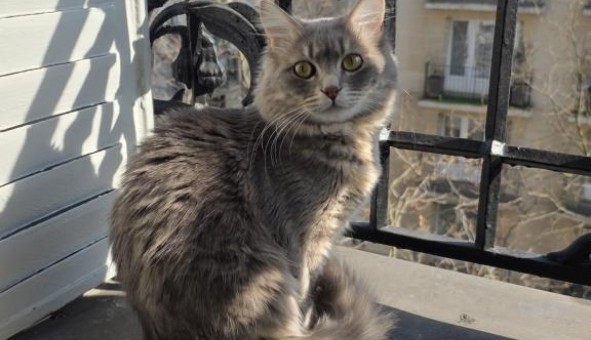 Logement tudiant Colocation à Paris 15me arrondissement (75015)