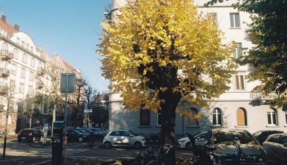 Logement tudiant Colocation à Strasbourg (67000)