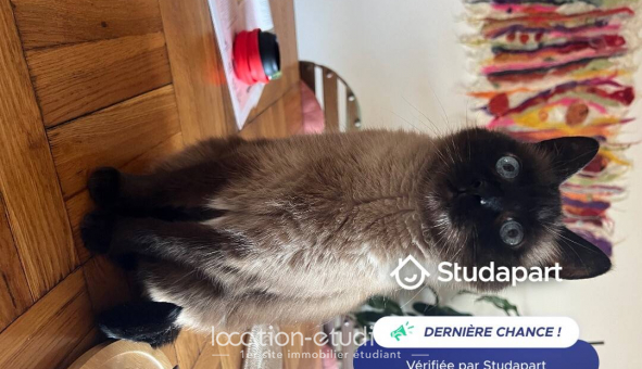 Colocation �tudiante Studio &agrave; Villeurbanne (69100)